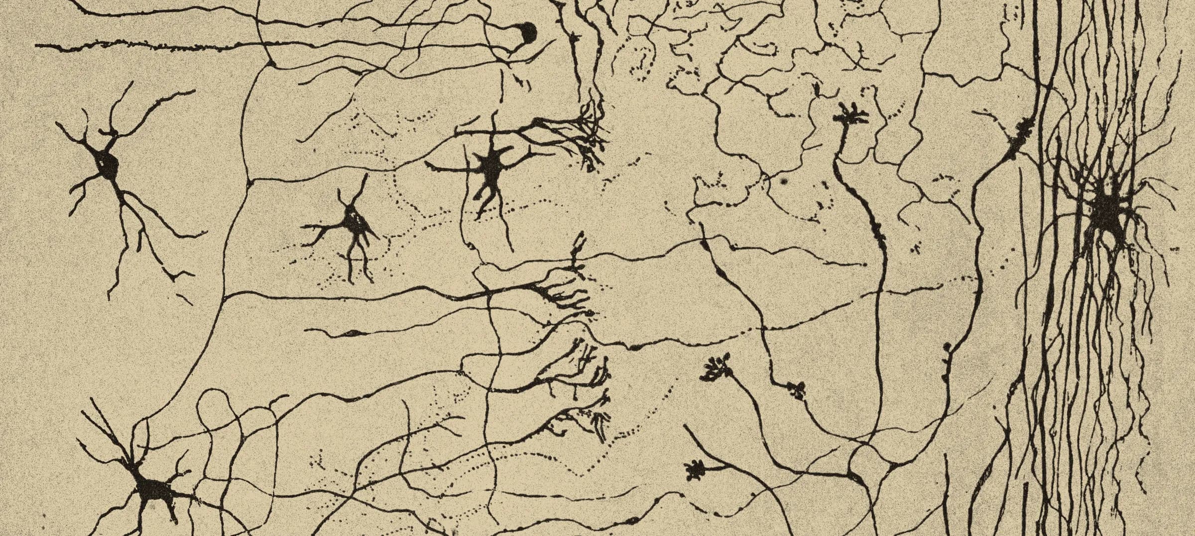 Santiago Ramón y Cajal's Golgi drawing of the nerve centres of birds: dark star-shaped cell bodies scattered across the field, each trailing long fine branches that wander and cross, with a dense bundle of parallel fibres running down the right-hand side.